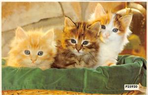 Cat Post Card Old Vintage Antique Meow, Kittens Cat Postcard Unused