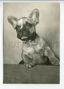 465687 USSR 1961 year photo of Eric Tylinik French Bulldog dog postcard