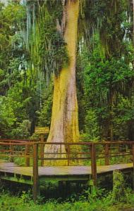 Florida Lake Wales Cypress Tree At The Great Masterpiece On Lake Pierce Over ...