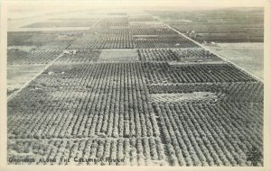 Postcard RPPC Oregon Columbia River Orchards Farming Agriculture 23-10261