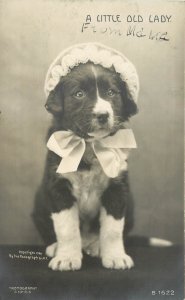 1906 Rotograph RPPC B-1622 Cute Dressed Puppy Dog in Bonnet, A Little Old Lady