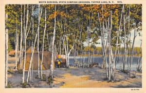 BR94776 white birches state camping grounds tupper lake new york  usa