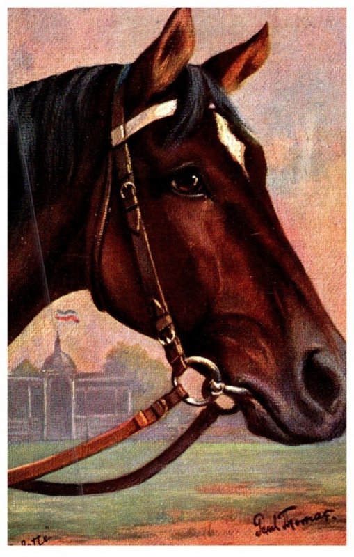 Horse ,  German  Race Horse