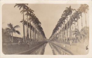 Uruguay Montevideo Avenue Of Palms Real Photo