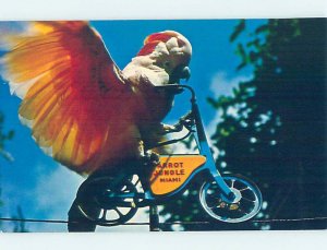 Pre-1980 PARROT JUNGLE SCENE Miami Florida FL AF9388