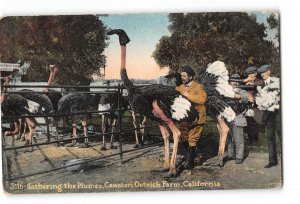 California CA Postcard 1907-1915 Cawston Ostrich Farm Gathering the Plumes