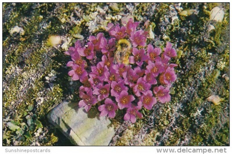 Flowers Purple Saxifrage With Bumblebee Cape Bathurst North West Territories ...