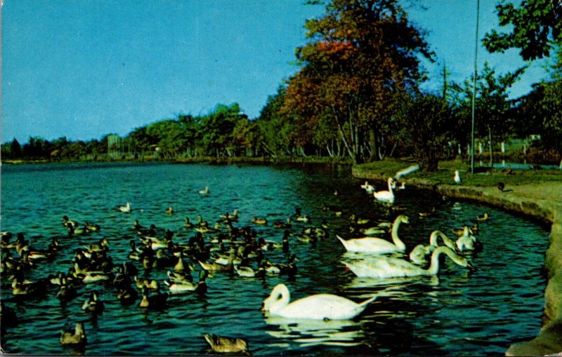 New York Long Island Babylon Argyle Memorial Park Swans and Ducks On The Lake