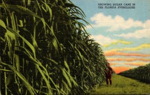 Florida Growing Sugar Cane In The Everglades Curteich