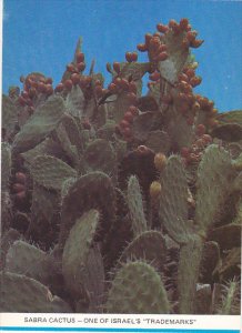 Israel Sabra Cactus One Of Israel's Trademarks