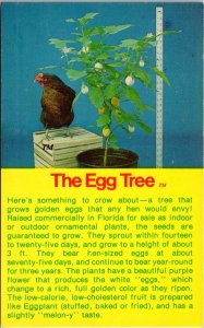 Florida The Egg Tree Forerunner Of The Eggplant