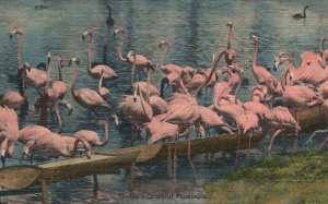 Vintage Postcard 1958 Florida's Graceful Flamingos Tropical Florida Series