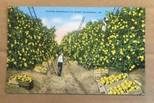 VINTAGE POSTCARD UNUSED - PICKING GRAPEFRUIT IN SUNNY CALIFORNIA