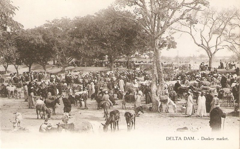 Delta Dam, Egypt. Donkey Market  Old vintqge Eyptian postcard