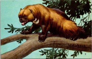 The Wolverine Weasel Family