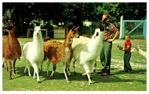 LLamas