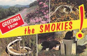 Greetings from the Smokies TN, Tennessee