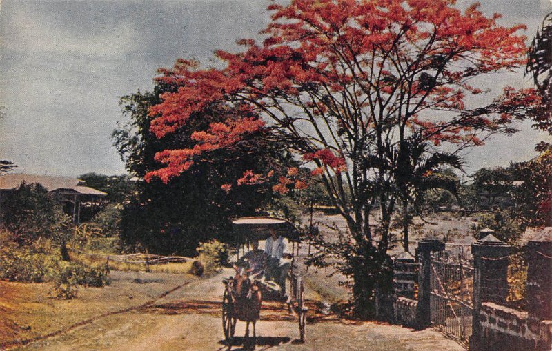 Carromata Passing Under Beautiful Flame Tree, Manila, Philippines