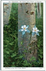 Columbine - State Flower of Colorado - growing at foot of aspen postcard