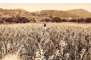 Berlin New York Gladiolus Flower Fields Real Photo Vintage Postcard AA110069