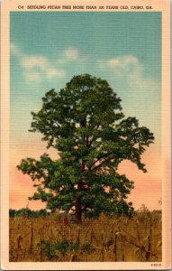 Vintage Postcard CAIRO, GA Georgia Pecan Tree JX8