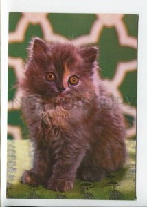 441769 Cute kitten Old photo postcard