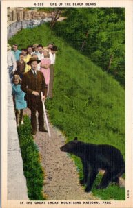 Postcard Great Smokey Mountains  - Black Bear on Path where people are walking