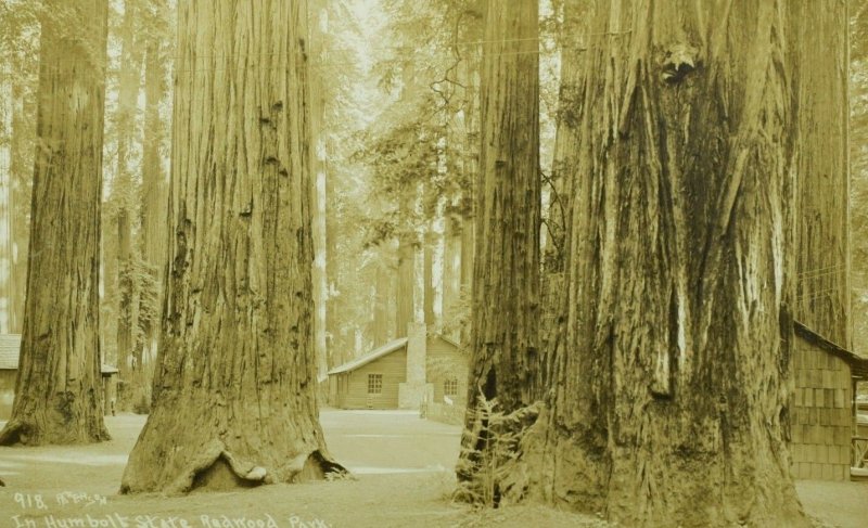 C.1910 RPPC Cabins, Humbolt State Redwood Park Vintage Postcard P101