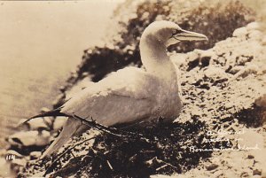 RP: Perce , Quebec , Canada 10-20s ; Cornet bird nesting , Bonadventure Island