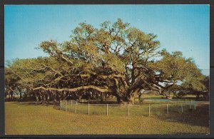 Texas, Rockport - The Big Tree - Goose Island State Park - [TX-086]