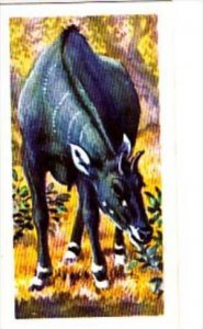 Brooke Bond Trade Card Asian Wildlife No 35 Nilgai