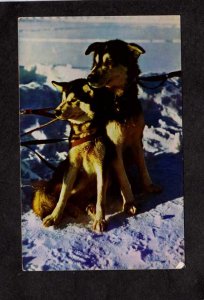 AK Alaska Husky Sled Dogs Mushing Sledding Animals