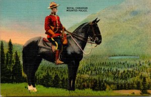 Horses Royal Canadian Mounted Police