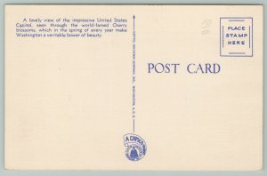 Washington DC~US Capitol Through Cherry Blossoms~1940s Linen Postcard