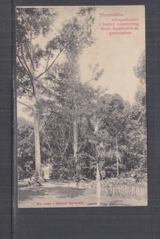 SINGAPORE, BIG TREES, SHOREA LEPROSALA, c1910 ppc., unused.