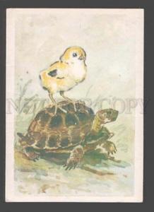 093710 Yellow CHICKEN on TURTLE old Color Russian Card