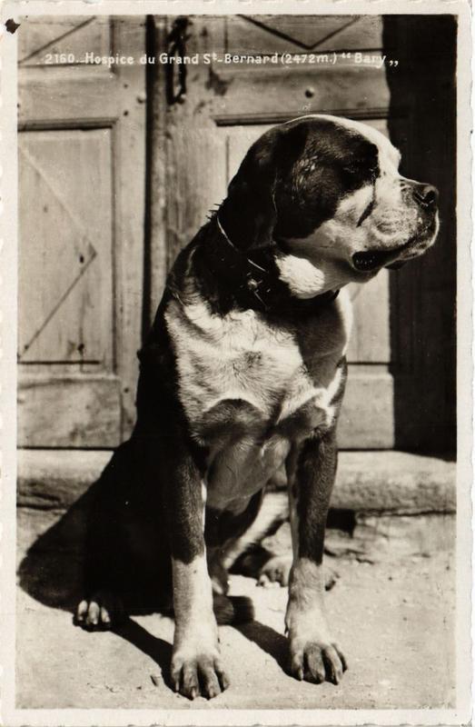 CPA AK St.Bernard DOGS (729361)