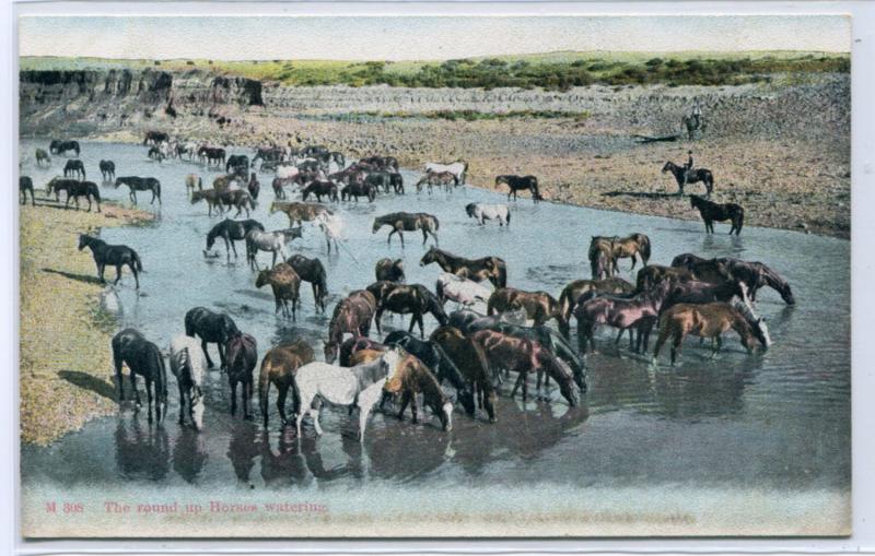 Horses Watering Round Up Ranching Country Western 1910c postcard