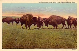 Buffaloes in the State Park Black Hills, South Dakota, USA Buffalo 1951 