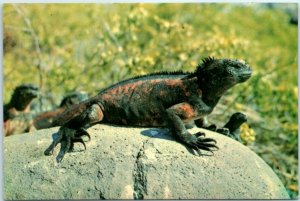 Postcard - Iguanas - Galápagos Islands, Ecuador