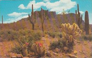 Arizona Phoenix The Colorful Desert 1968