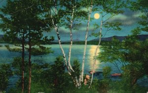 Vintage Postcard 1922 Moonlight View Through White Birches Adirondack Mountains