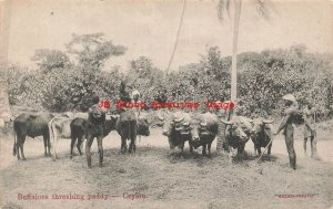 Sri Lanka, Ceylon, Buffaloes Threshing Paddy, Farming Scene, Skeen