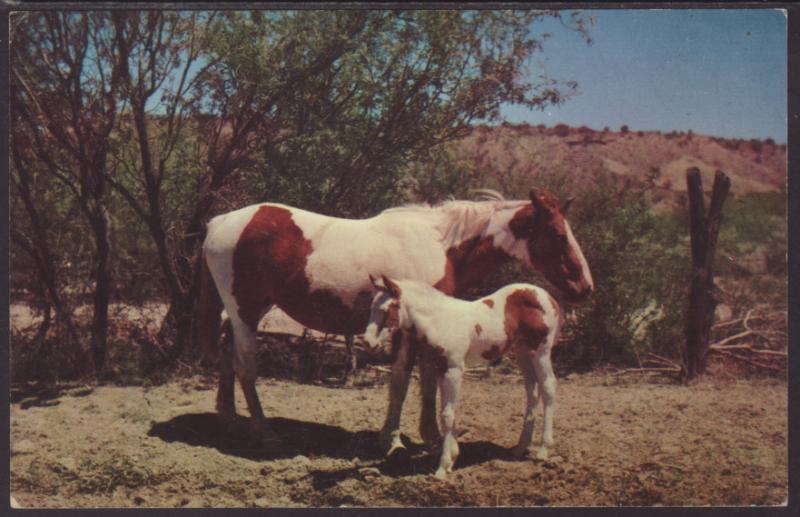 Horses Postcard