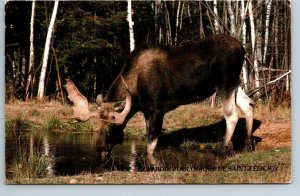 Moose, Le Jardin Zoologique De Saint-Felicien, Quebec, Vintage 1988 Postcard