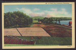 A Cape Cod Cranberry Plantation