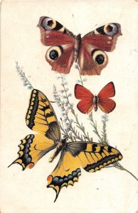 H81/ Butterfly Species Beautiful Insect Postcard c1910 64