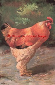 Alfred Schonian, Unknown No 245, Cochin Hen, Chicken