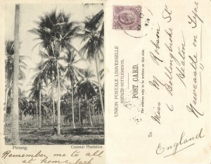 straits settlements, Malay Malaysia, PENANG, Coconut Plantation (1900s) Postcard