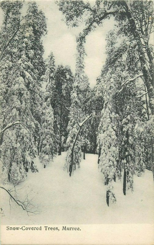 murree snow covered trees old postcard pakistan